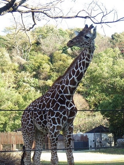 アミメキリン サンタロウ の旅立ち 動物ニュース 高知県立のいち動物公園 公式サイト 人も動物もいきいきと