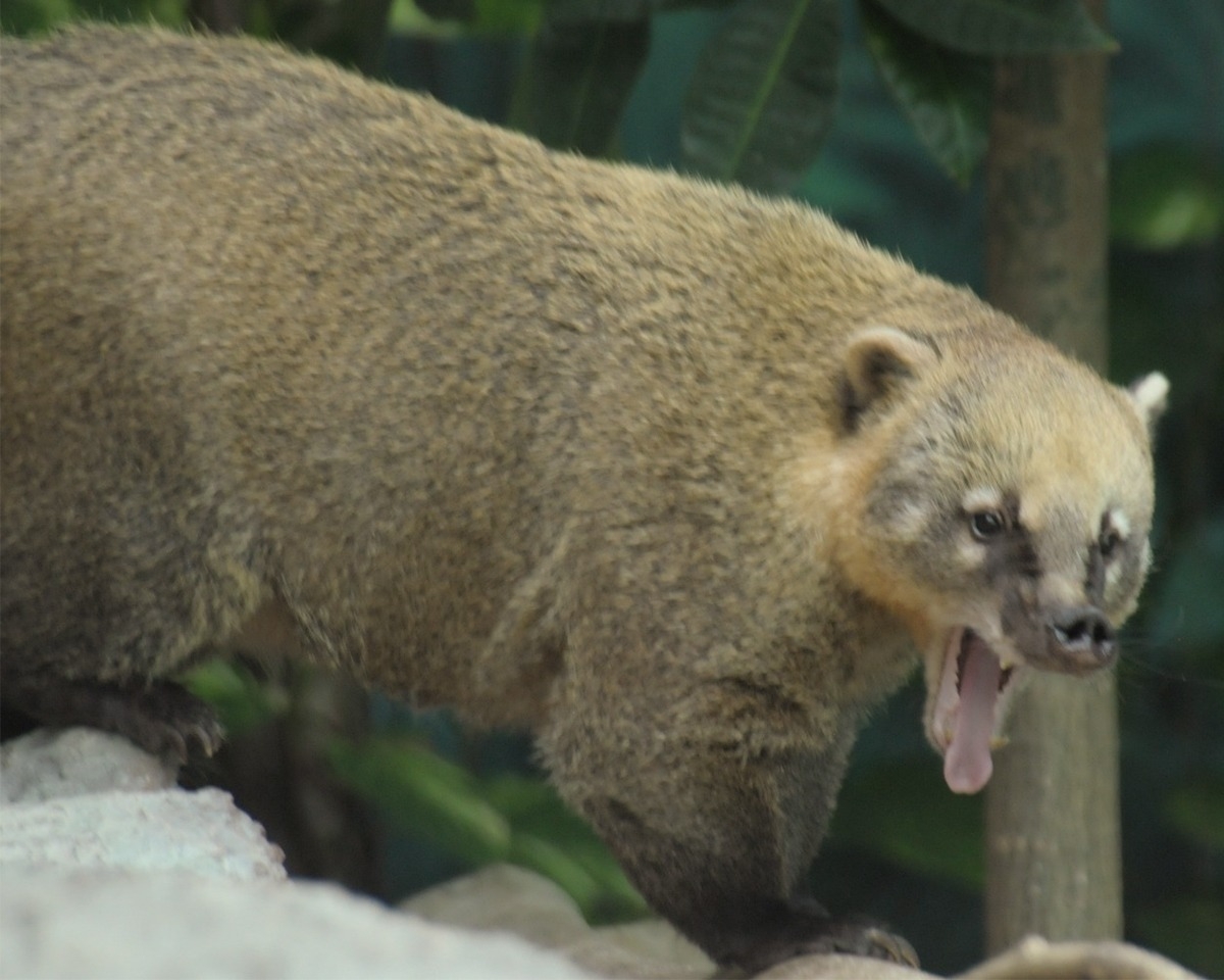 アカハナグマ ジャングルミュージアム 高知県立のいち動物公園 公式サイト 人も動物もいきいきと