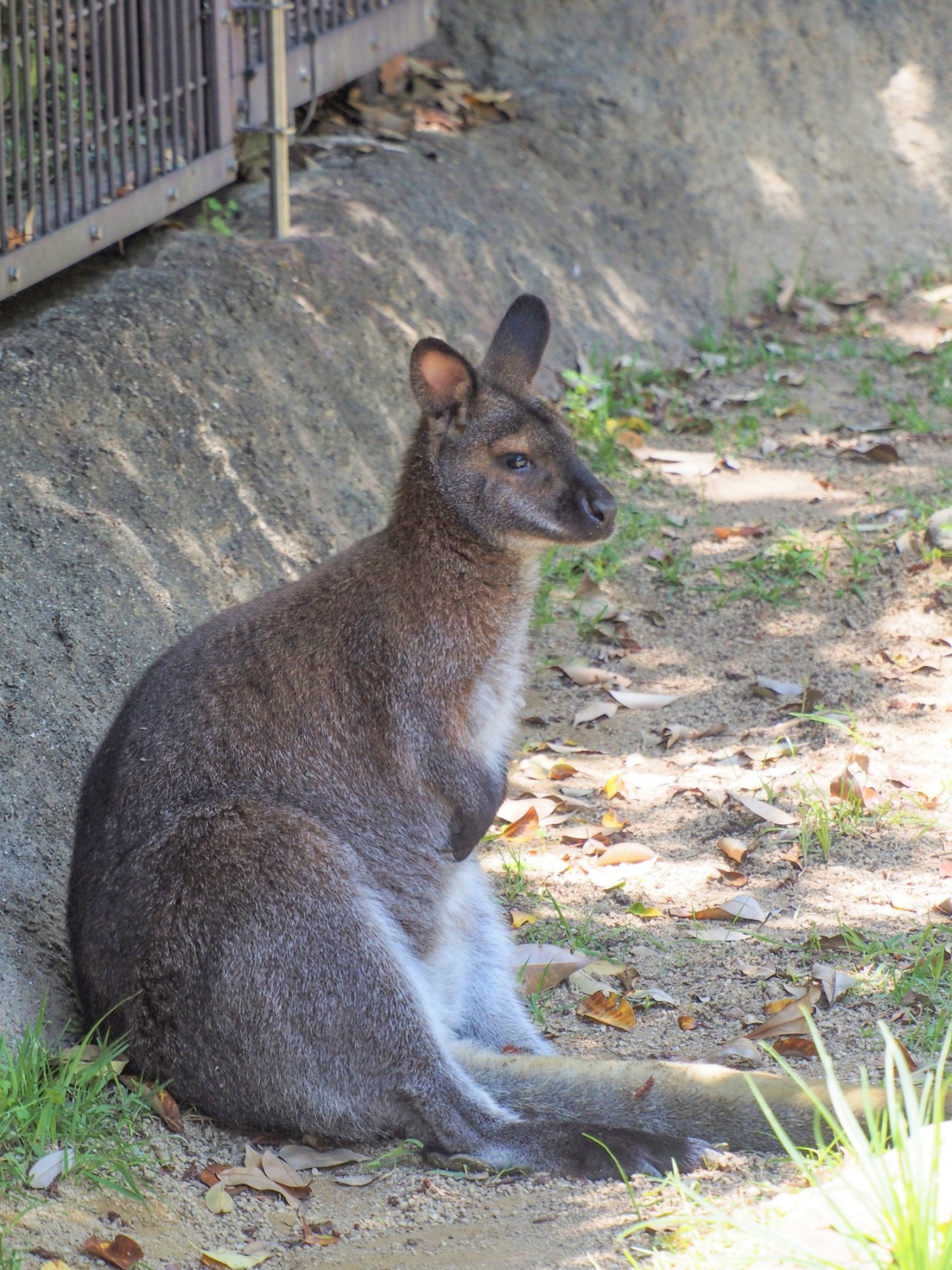 ベネットアカクビワラビー アフリカ オーストラリアゾーン 高知県立のいち動物公園 公式サイト 人も動物もいきいきと