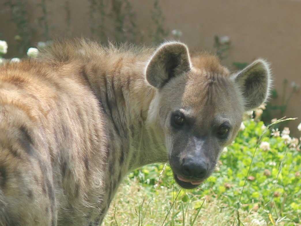 ブチハイエナ アフリカ オーストラリアゾーン 高知県立のいち動物公園 公式サイト 人も動物もいきいきと