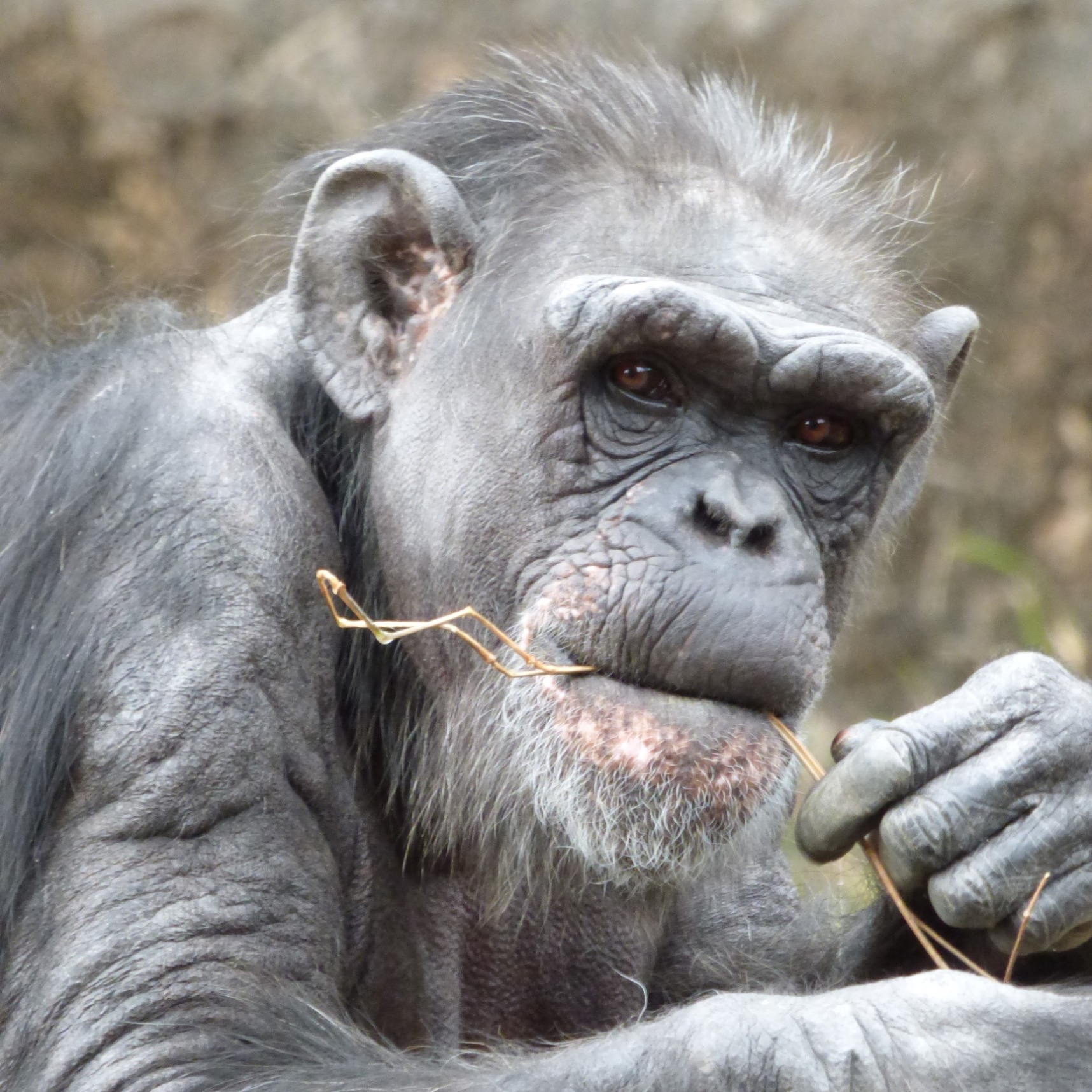 チンパンジー 熱帯の森 高知県立のいち動物公園 公式サイト 人も動物もいきいきと