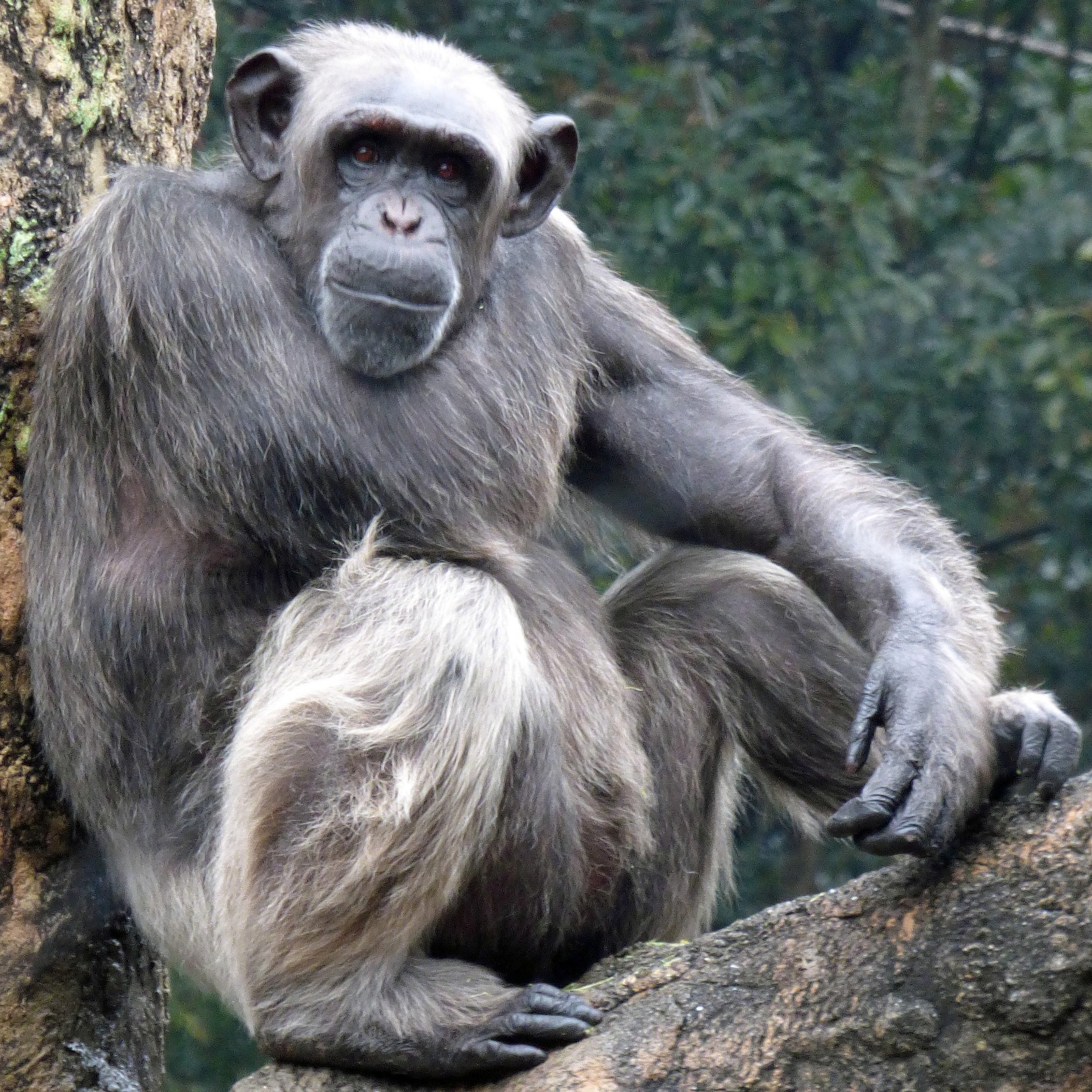 チンパンジー 熱帯の森 高知県立のいち動物公園 公式サイト 人も動物もいきいきと