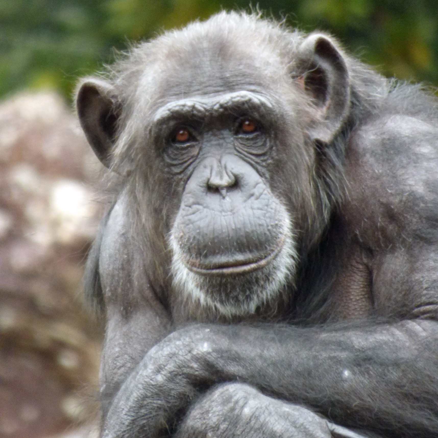 チンパンジー 熱帯の森 高知県立のいち動物公園 公式サイト 人も動物もいきいきと