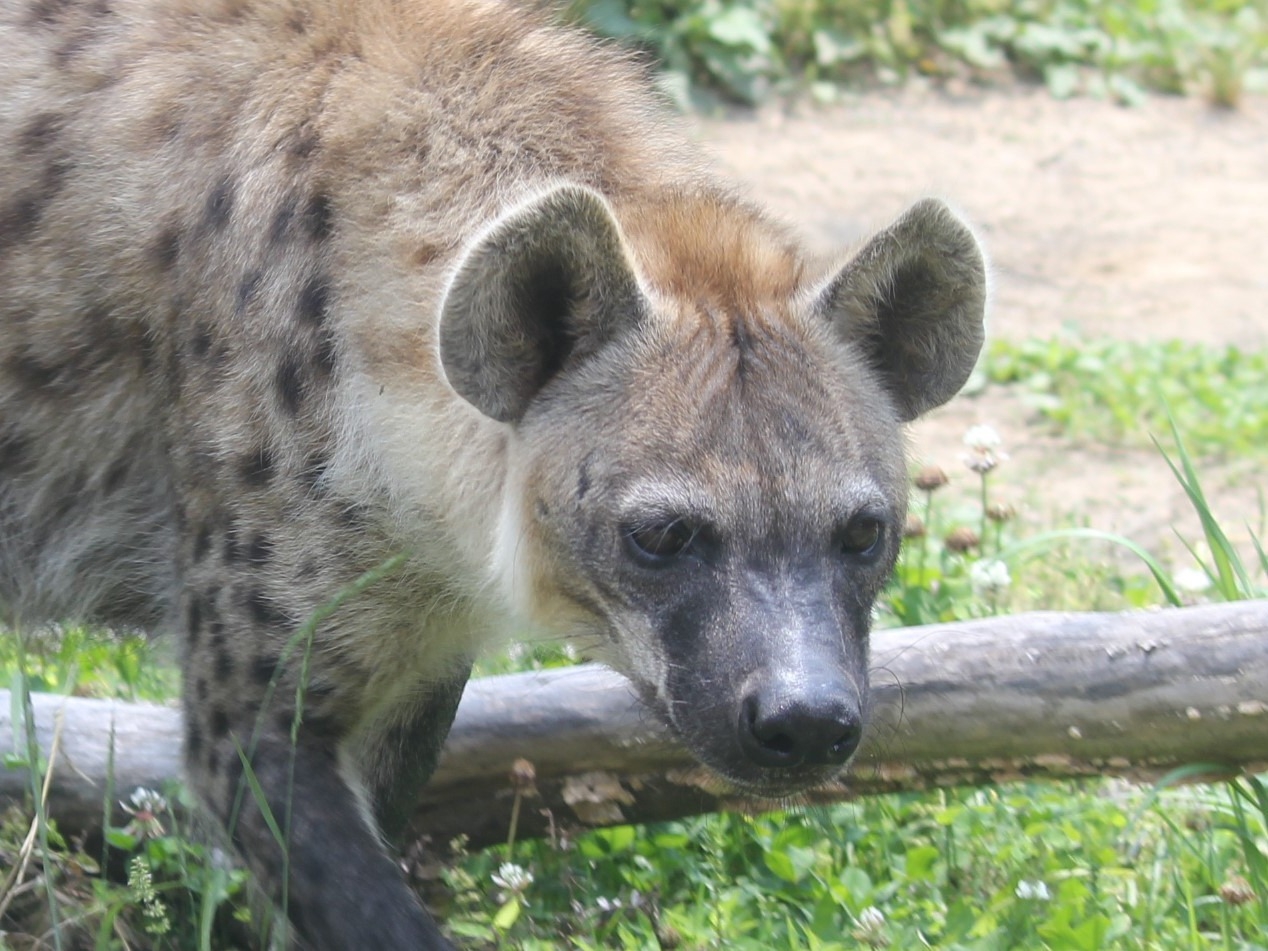 ブチハイエナ アフリカ オーストラリアゾーン 高知県立のいち動物公園 公式サイト 人も動物もいきいきと