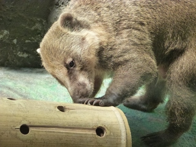 アカハナグマ ジャングルミュージアム 高知県立のいち動物公園 公式サイト 人も動物もいきいきと