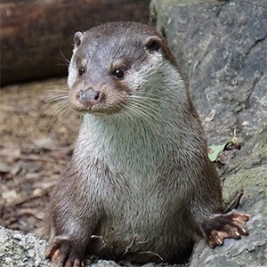 カワウソ 温帯の森 高知県立のいち動物公園 公式サイト 人も動物もいきいきと カワウソ 温帯の森 高知県立のいち動物公園 公式サイト 人も動物もいきいきと