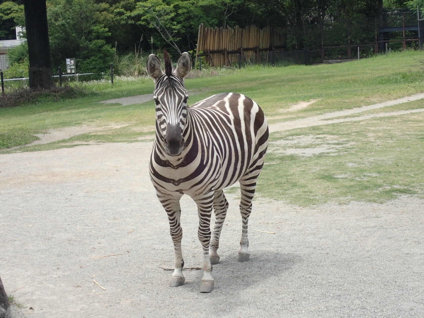 グラントシマウマ アフリカ オーストラリアゾーン 高知県立のいち動物公園 公式サイト 人も動物もいきいきと グラントシマウマ アフリカ オーストラリアゾーン 高知県立のいち動物公園 公式サイト 人も動物もいきいきと