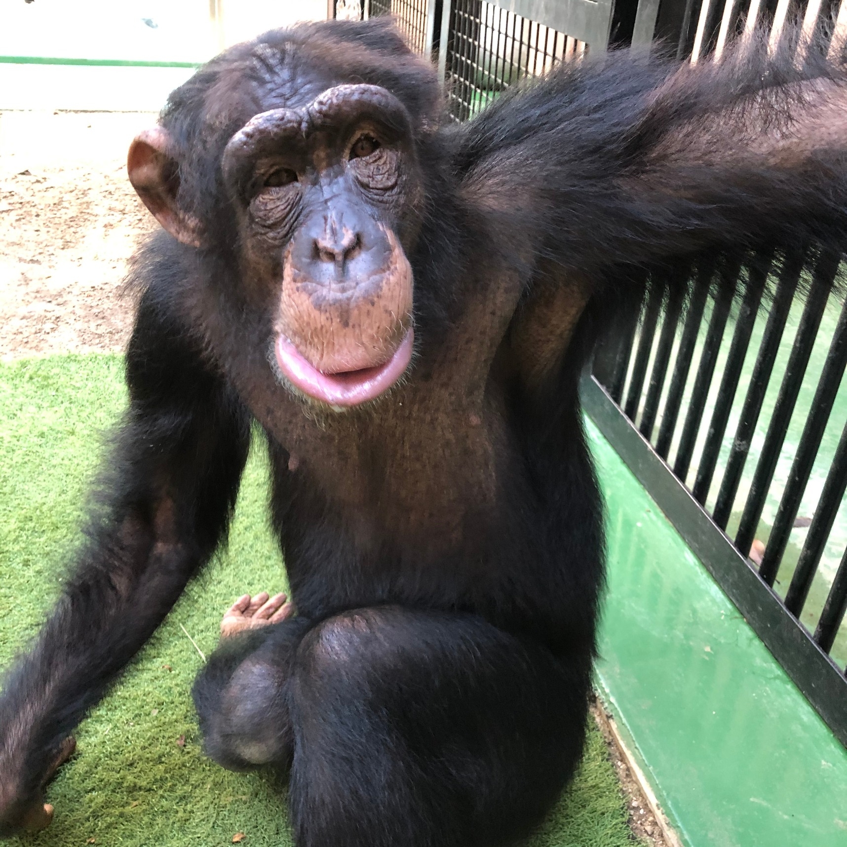 チンパンジー 熱帯の森 高知県立のいち動物公園 公式サイト 人も動物もいきいきと