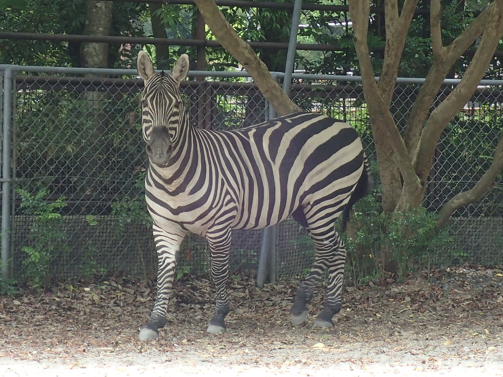 グラントシマウマ アフリカ オーストラリアゾーン 高知県立のいち動物公園 公式サイト 人も動物もいきいきと グラントシマウマ アフリカ オーストラリアゾーン 高知県立のいち動物公園 公式サイト 人も動物もいきいきと