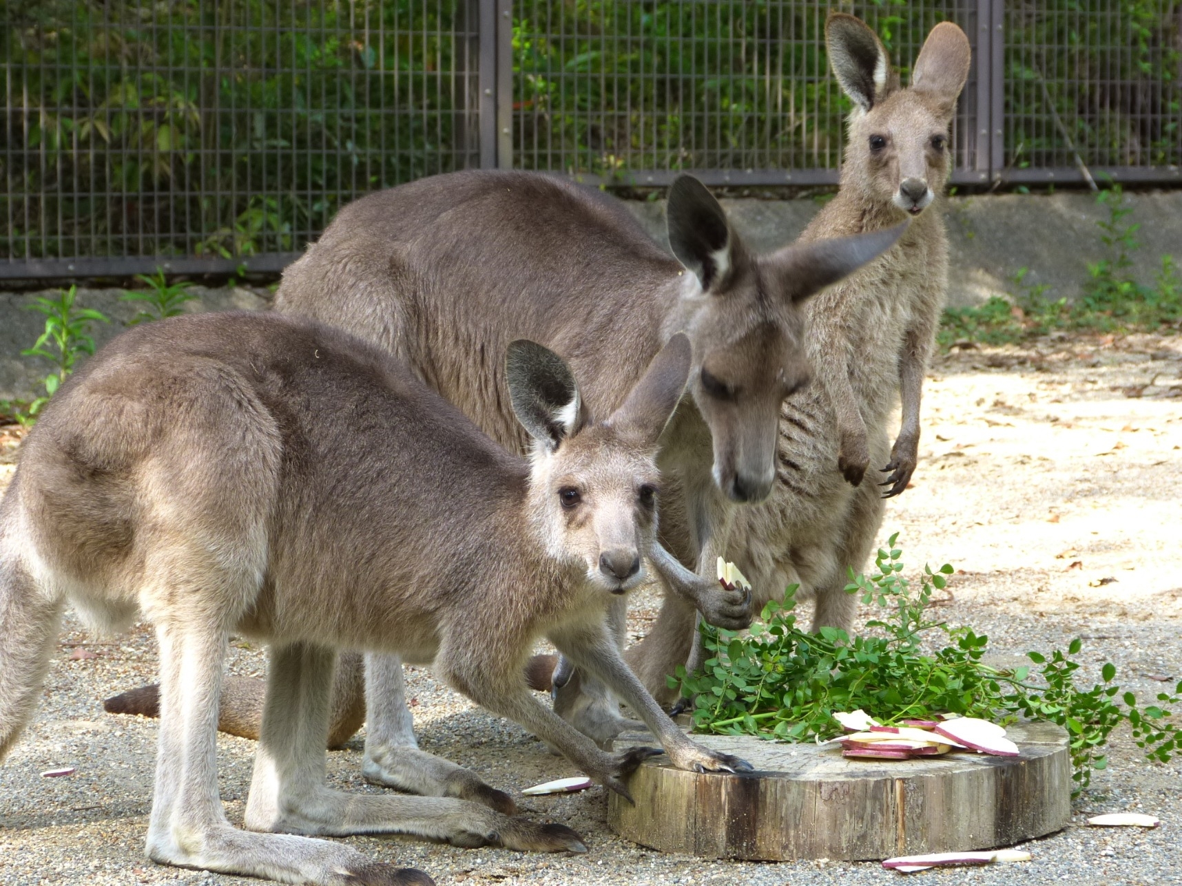オオカンガルー アフリカ オーストラリアゾーン 高知県立のいち動物公園 公式サイト 人も動物もいきいきと