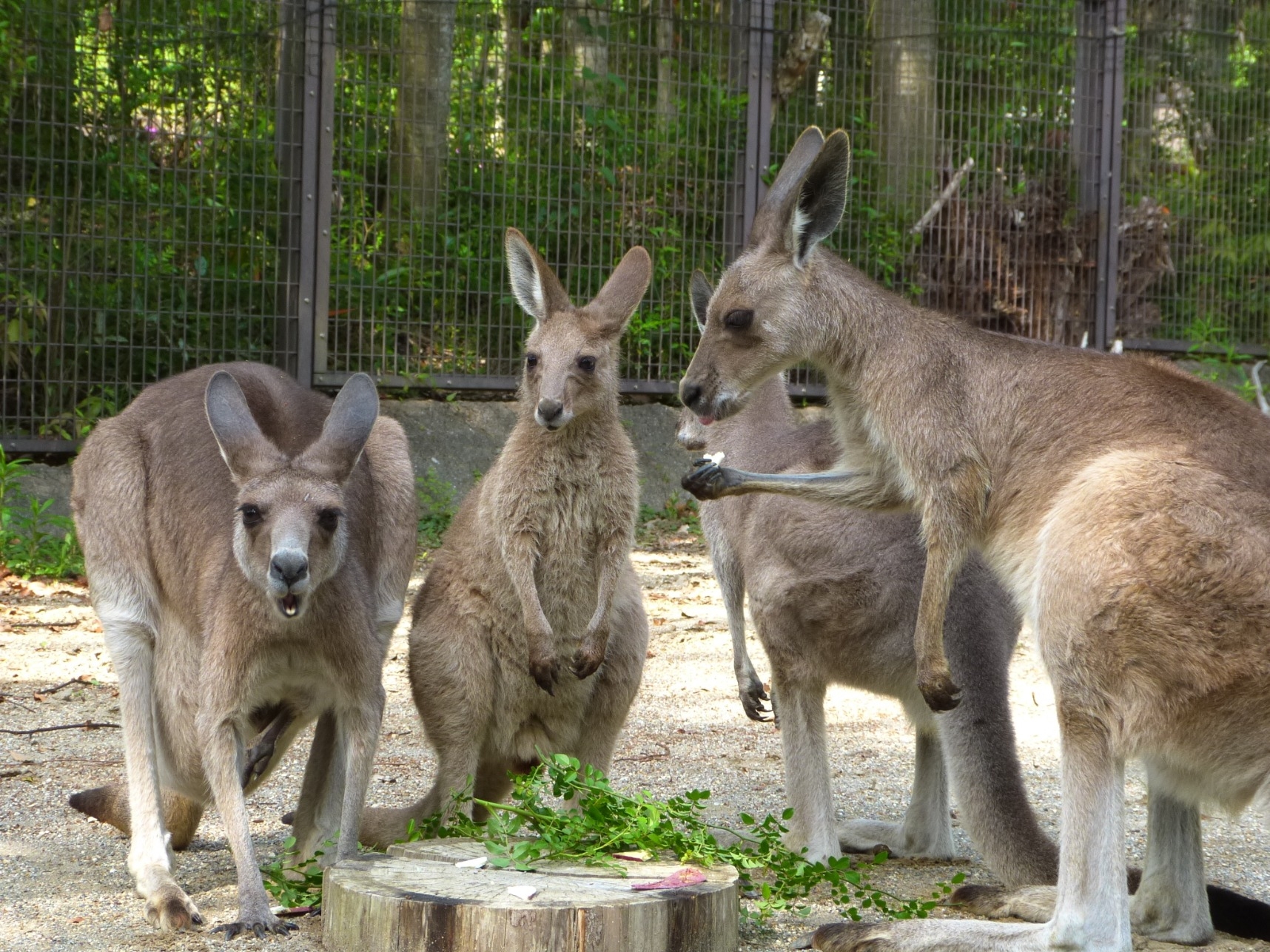 オオカンガルー アフリカ オーストラリアゾーン 高知県立のいち動物公園 公式サイト 人も動物もいきいきと