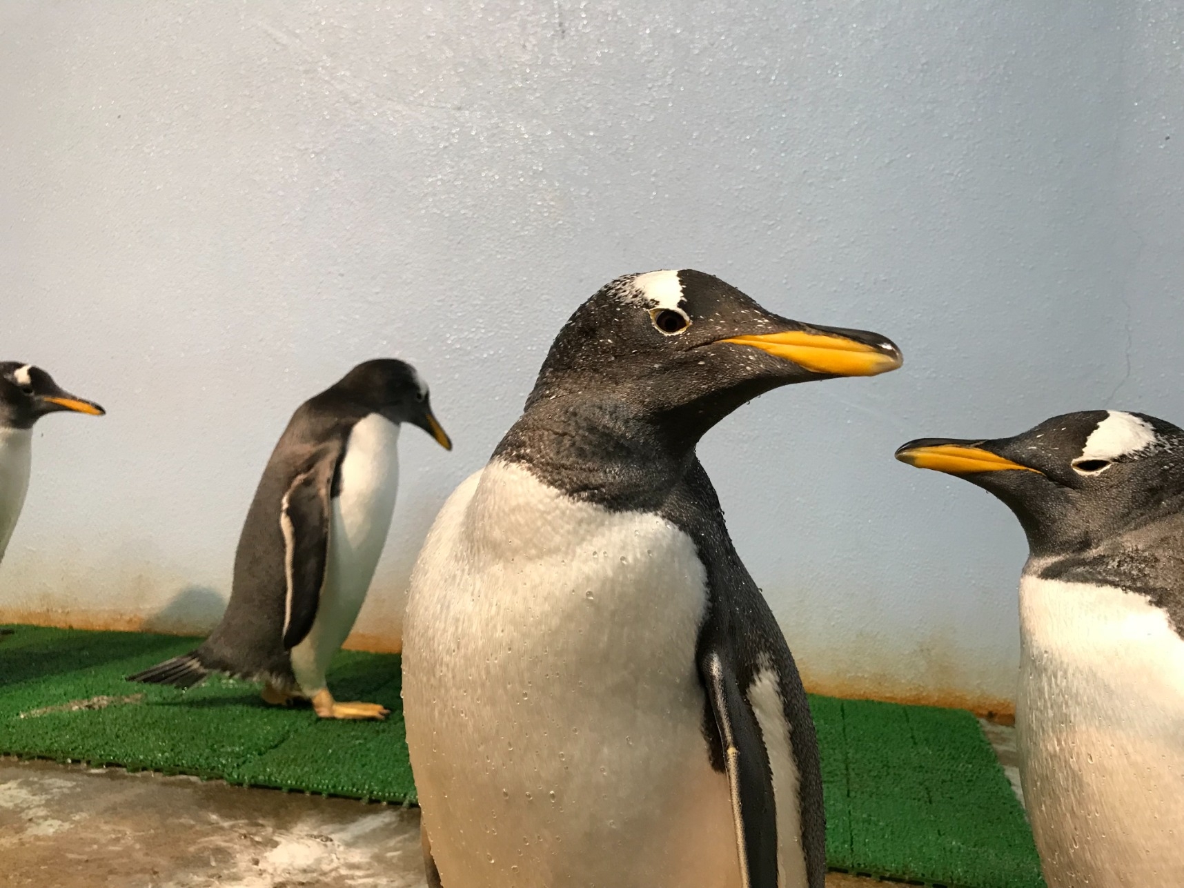 ペンギン こども動物園 高知県立のいち動物公園 公式サイト 人も動物もいきいきと