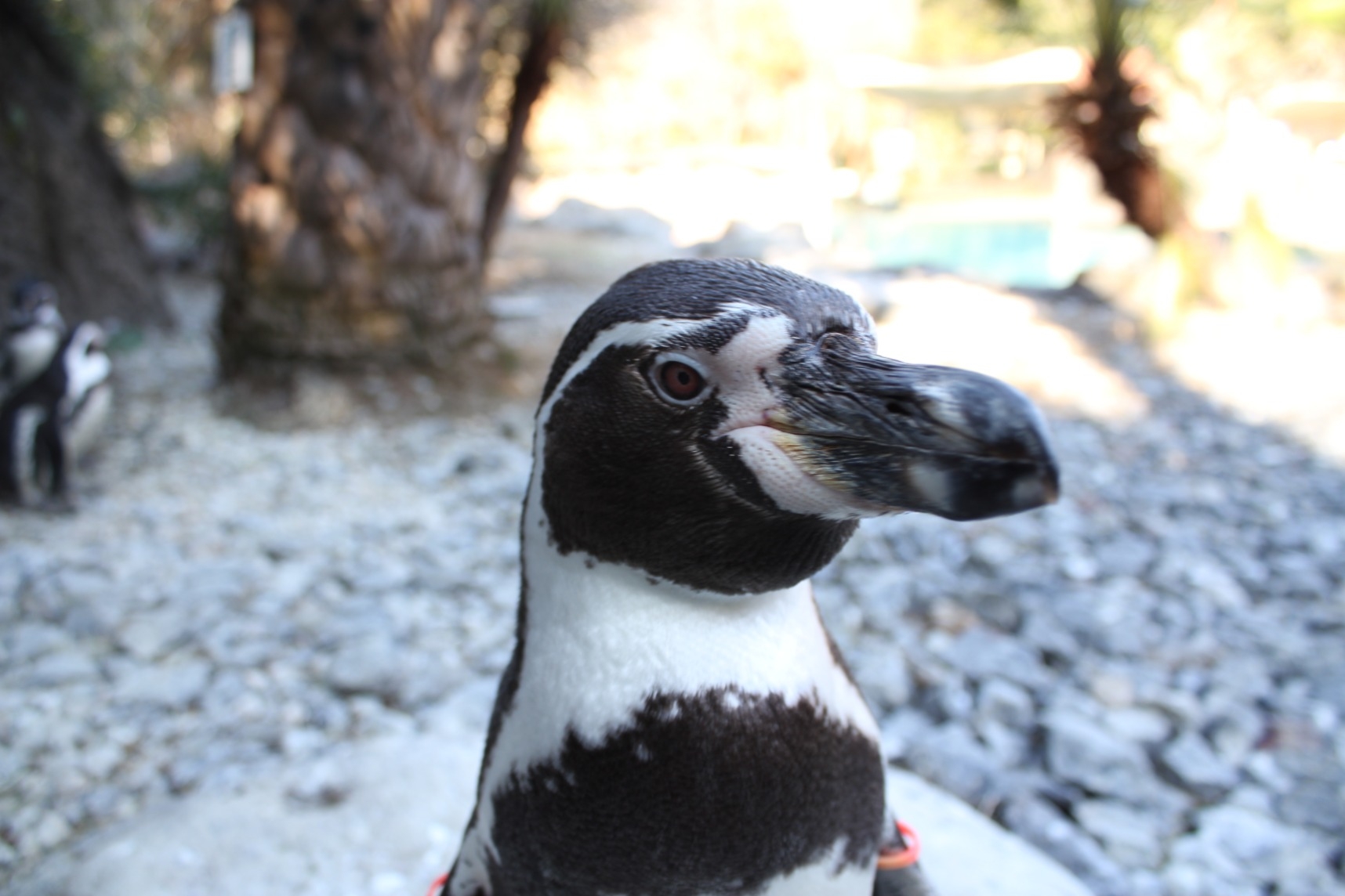ペンギン こども動物園 高知県立のいち動物公園 公式サイト 人も動物もいきいきと