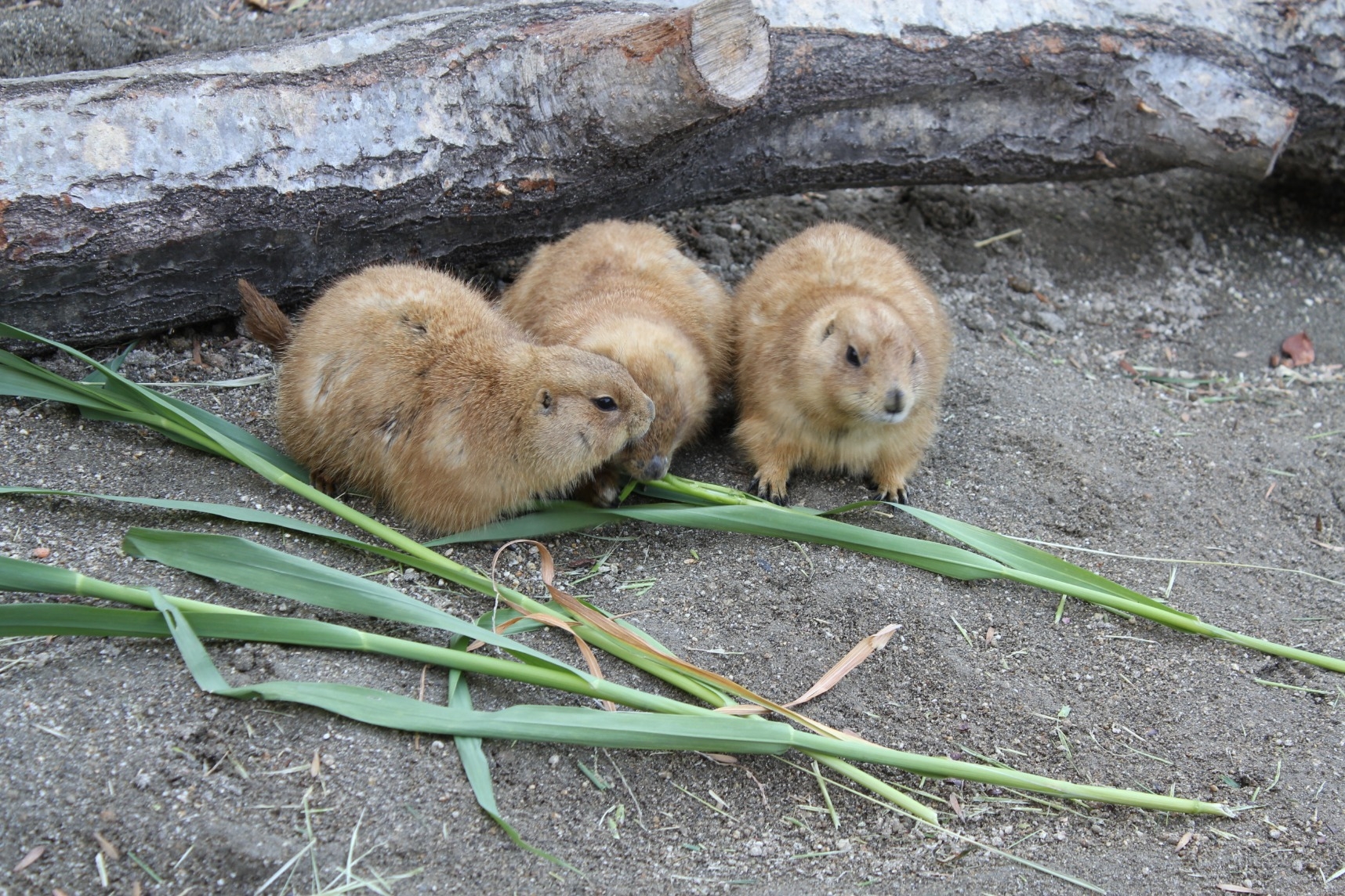 プレーリードッグ こども動物園 高知県立のいち動物公園 公式サイト 人も動物もいきいきと