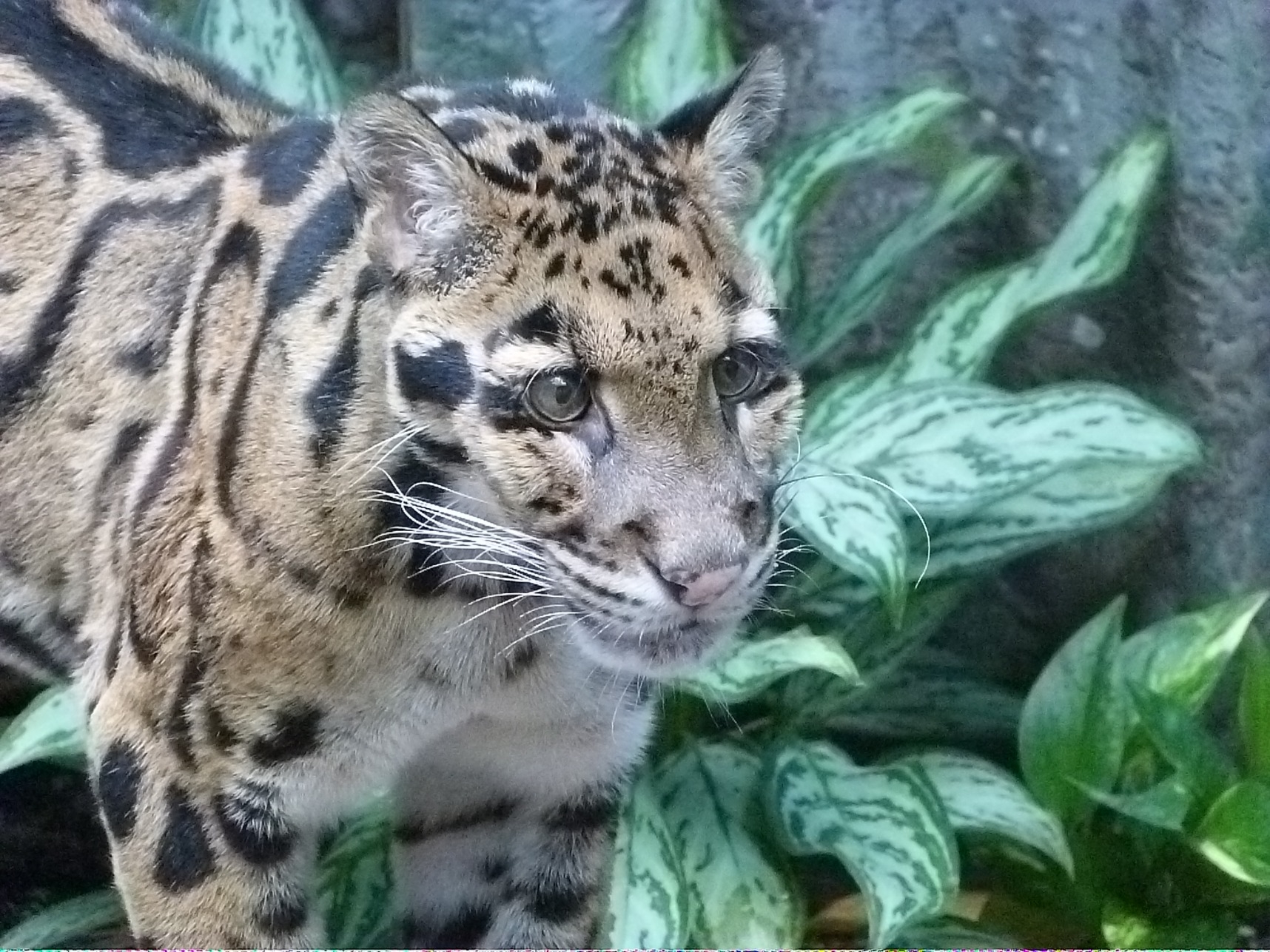 リュウ