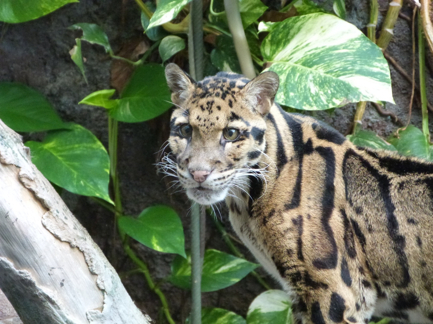 ウンピョウ ジャングルミュージアム 高知県立のいち動物公園 公式サイト 人も動物もいきいきと