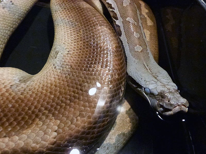 ヒイロニシキヘビ