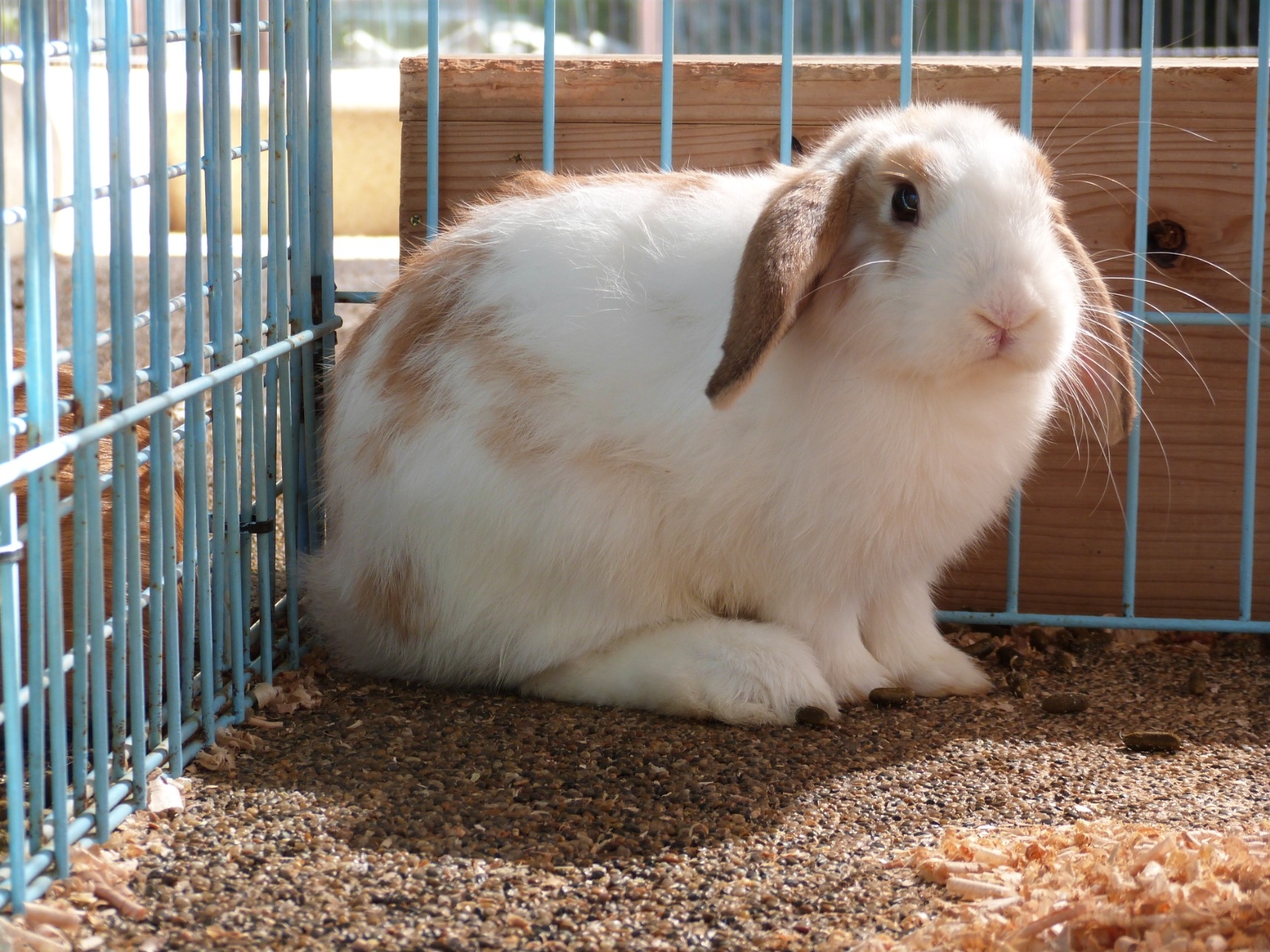 ウサギ こども動物園 高知県立のいち動物公園 公式サイト 人も動物もいきいきと