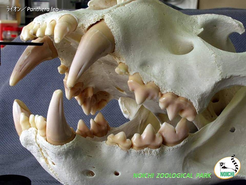 肉食 動物 の 歯