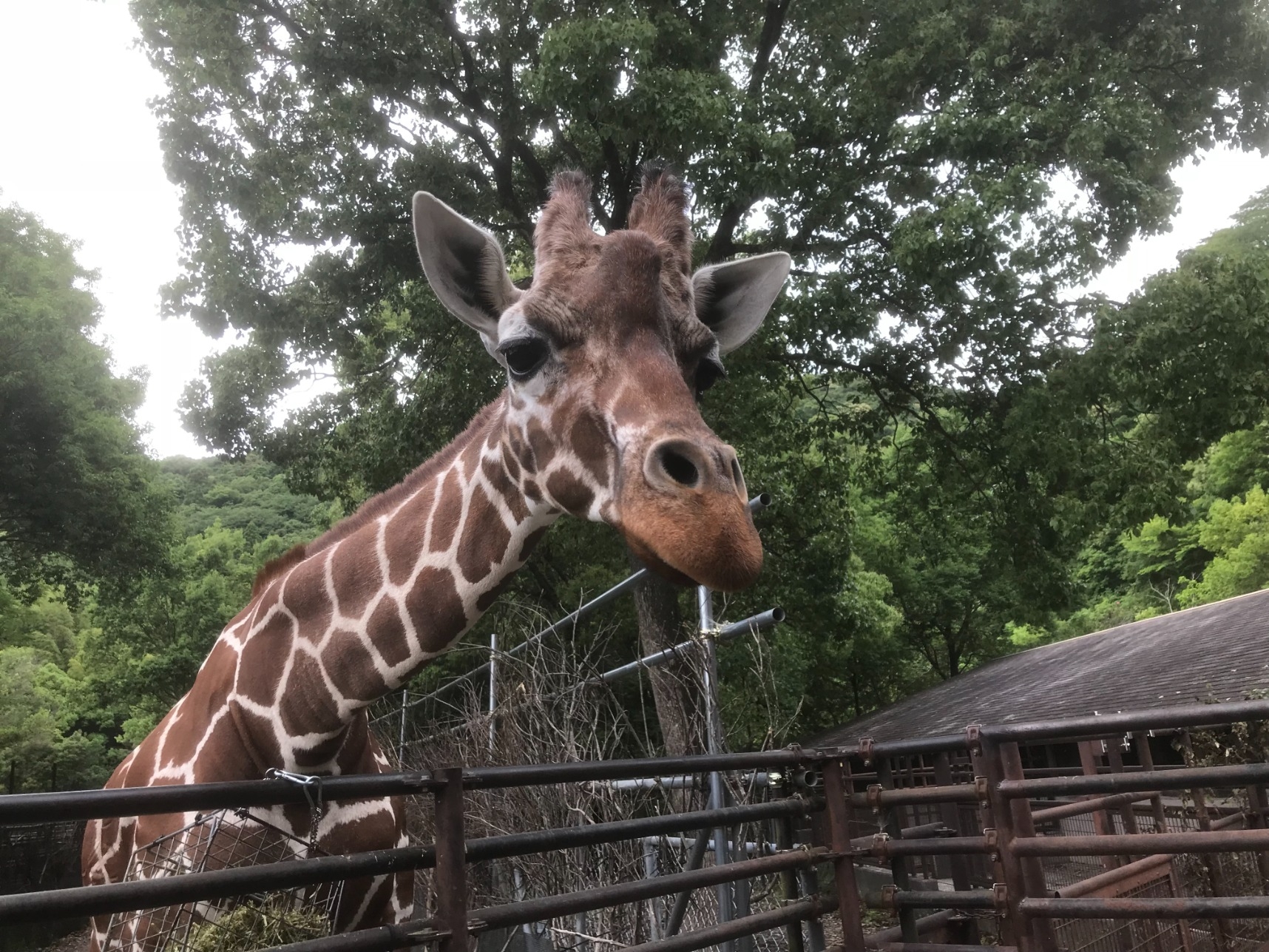 ジャネット