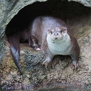 カワウソ 温帯の森 高知県立のいち動物公園 公式サイト 人も動物もいきいきと