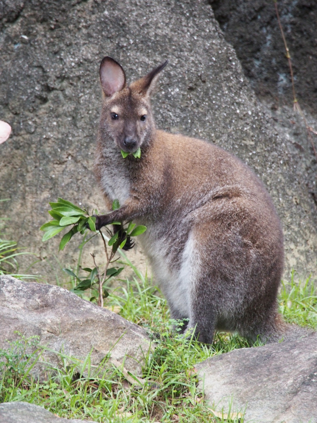 ベネットアカクビワラビー アフリカ オーストラリアゾーン 高知県立のいち動物公園 公式サイト 人も動物もいきいきと