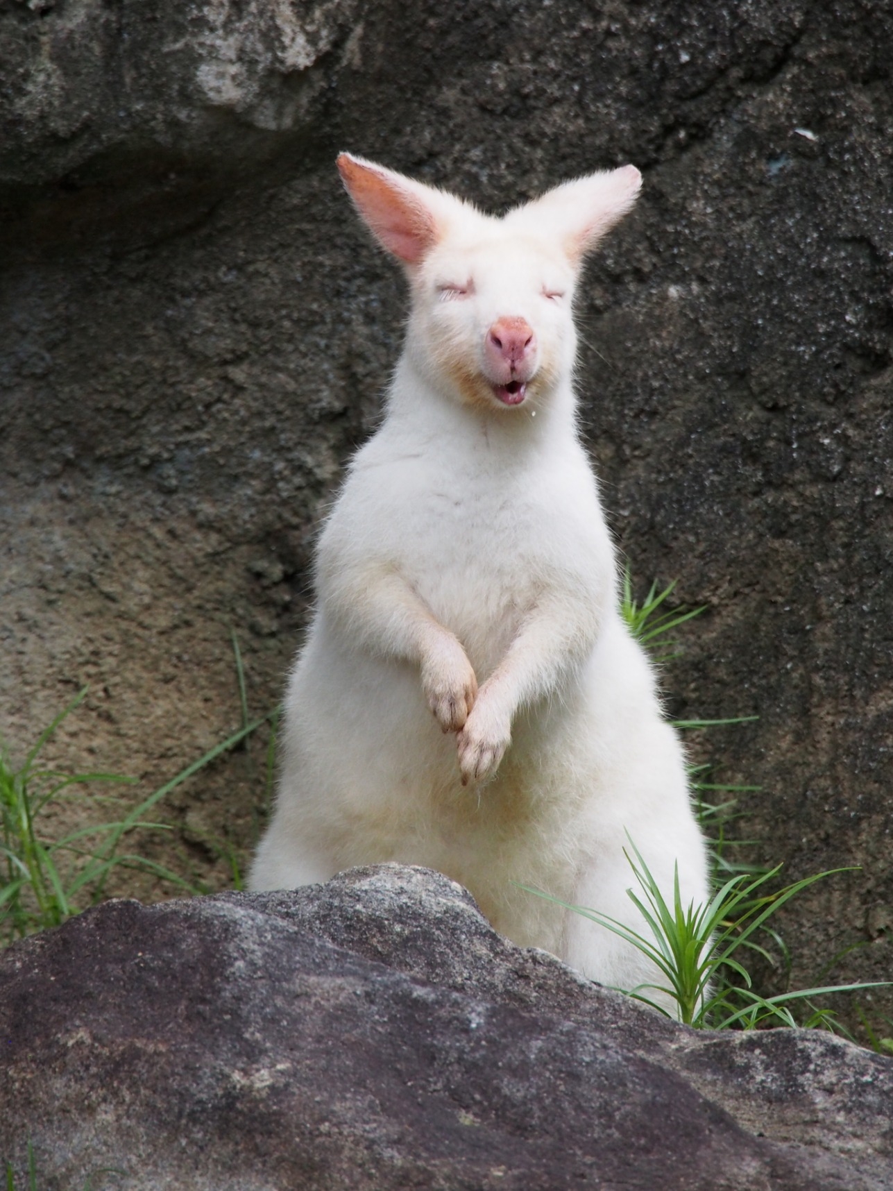 ベネットアカクビワラビー アフリカ オーストラリアゾーン 高知県立のいち動物公園 公式サイト 人も動物もいきいきと