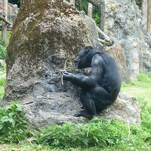 チンパンジー | 熱帯の森 | 高知県立のいち動物公園 公式サイト - 人も