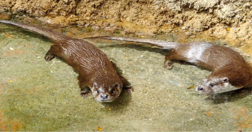 ニホンカワウソに関する展示と資料について 高知県立のいち動物公園 公式サイト 人も動物もいきいきと