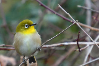 園内で見られる野鳥たち 高知県立のいち動物公園 公式サイト 人も動物もいきいきと