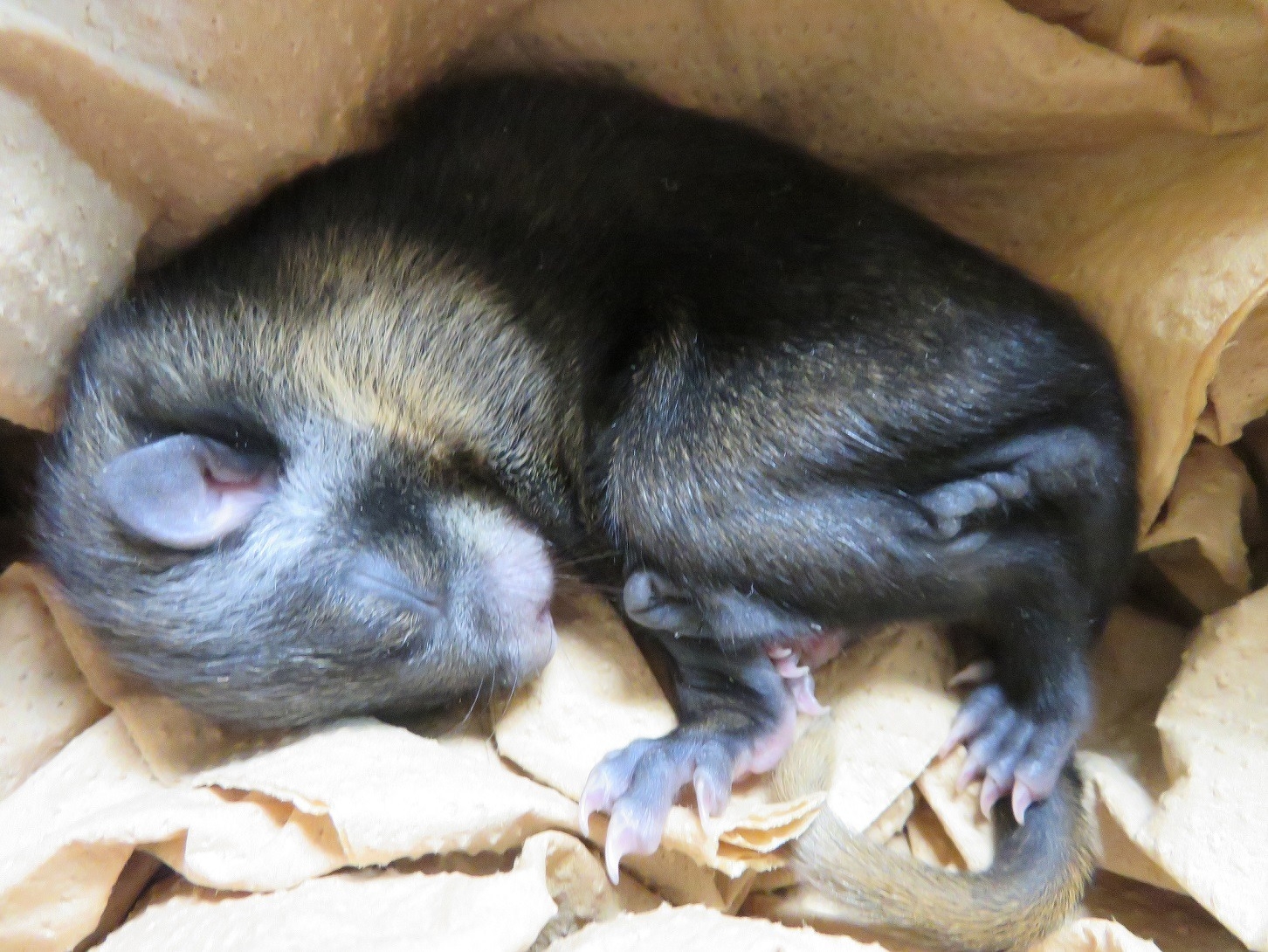 動物ブログ 病院だより ムササビ糞闘記 動物病院だより 高知県立のいち動物公園 公式サイト 人も動物もいきいきと