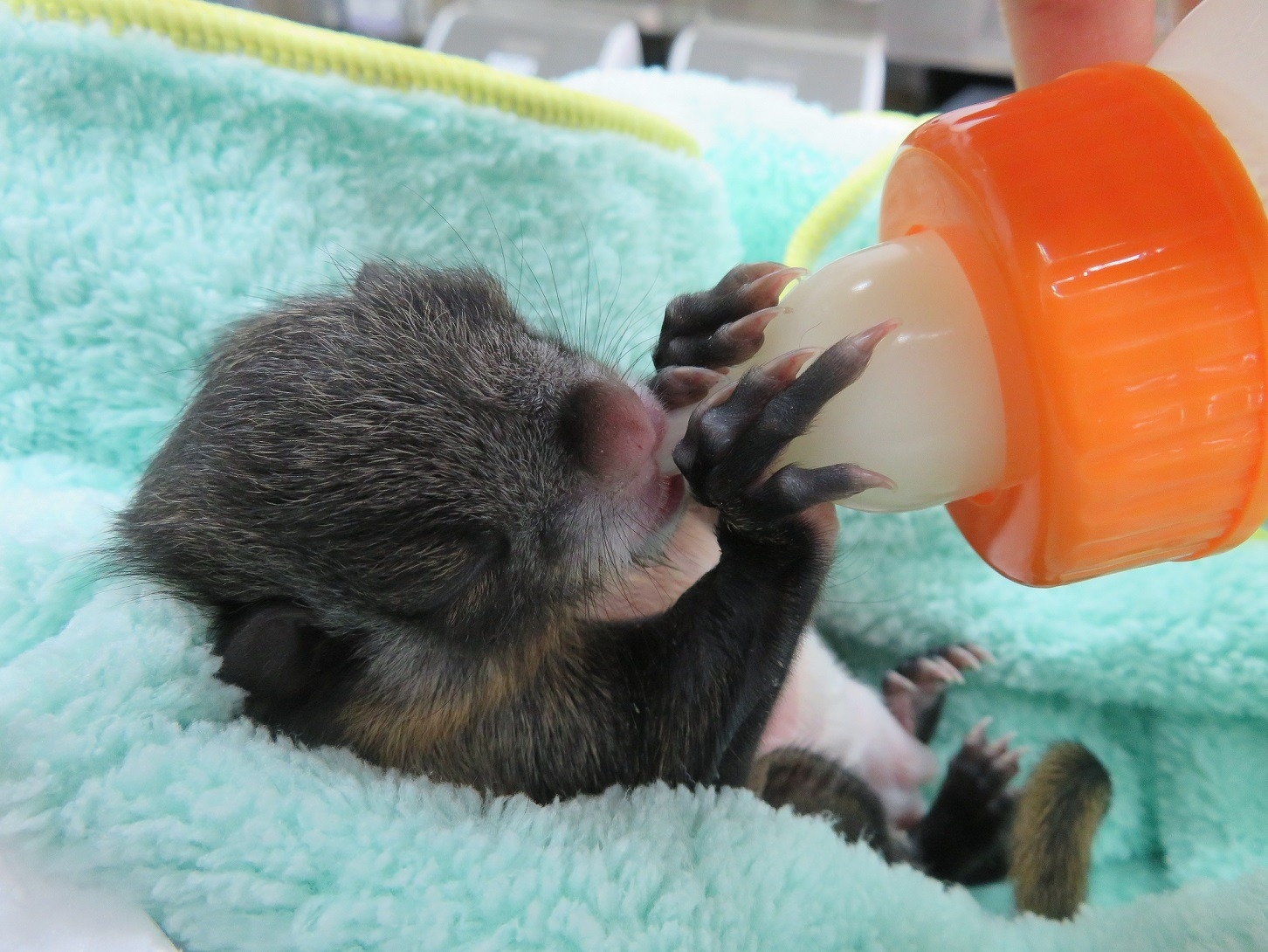 動物ブログ 病院だより ムササビ糞闘記 動物病院だより 高知県立のいち動物公園 公式サイト 人も動物もいきいきと