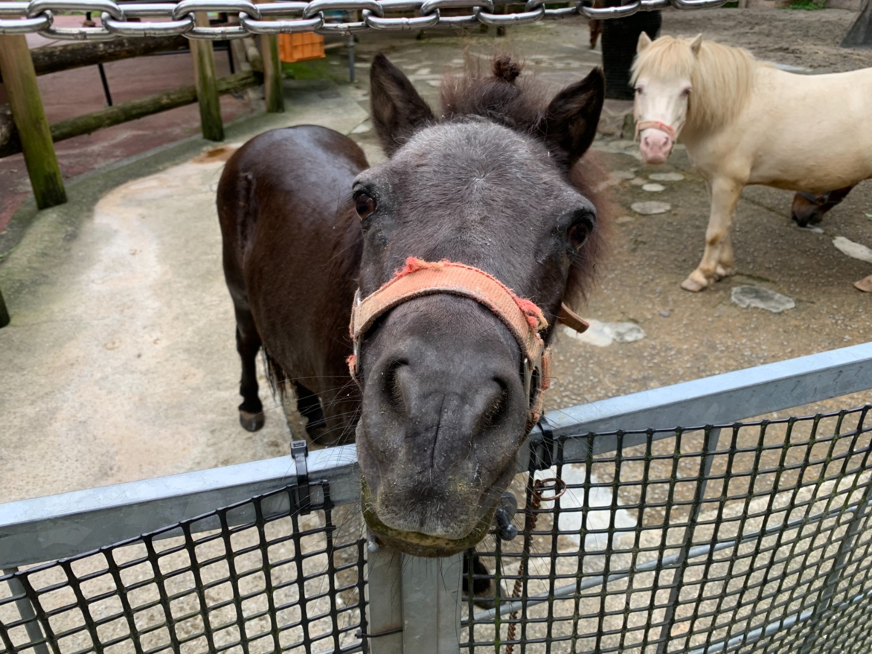 動物ブログ 飼育日記 ウマ 夏の恒例行事 ウマ 高知県立のいち動物公園 公式サイト 人も動物もいきいきと