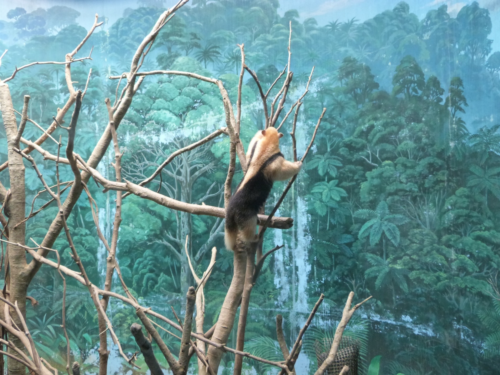 ミナミコアリクイ｢サン｣展示場デビューします | 動物ニュース | 高知 