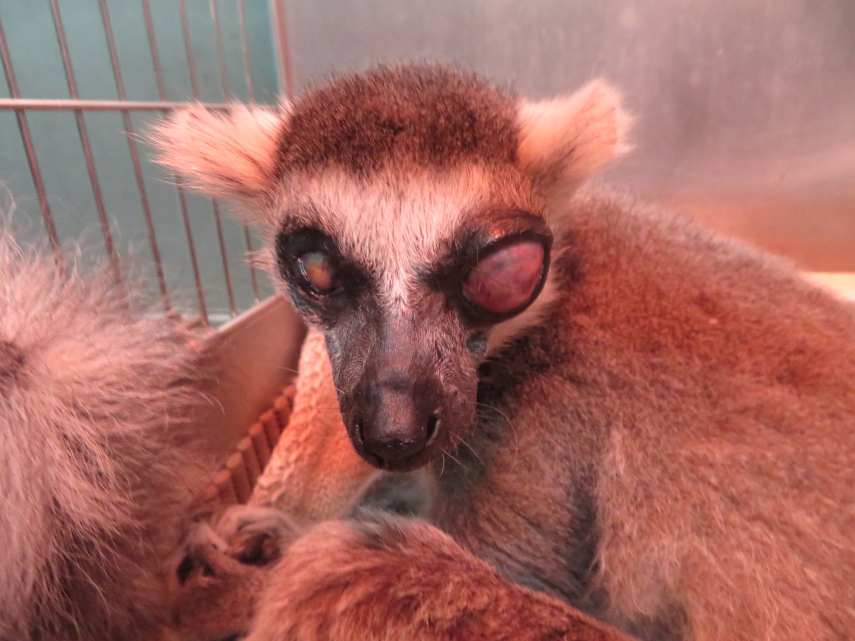 動物ブログ 病院だより ワオキツネザル ジョンの眼球摘出 動物病院だより 高知県立のいち動物公園 公式サイト 人も動物もいきいきと