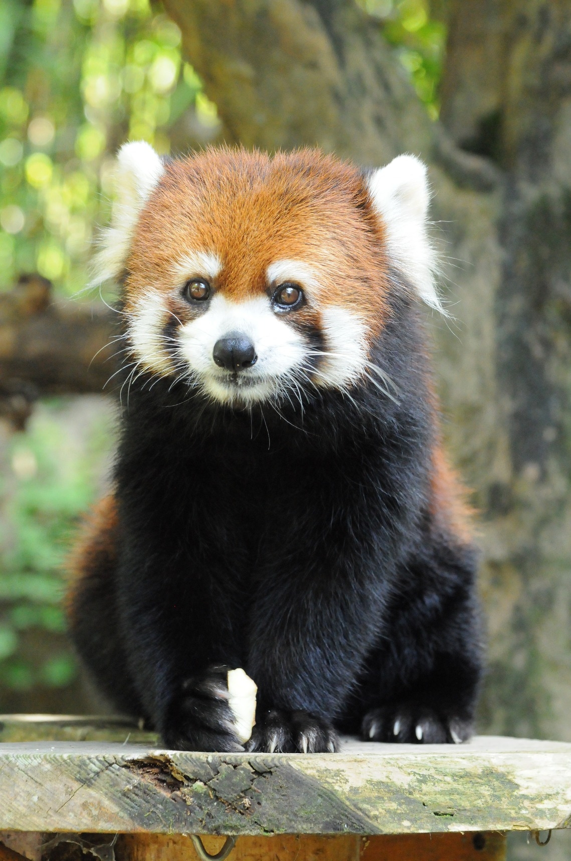 レッサーパンダの マロン が引っ越します 動物ニュース 高知県立のいち動物公園 公式サイト 人も動物もいきいきと