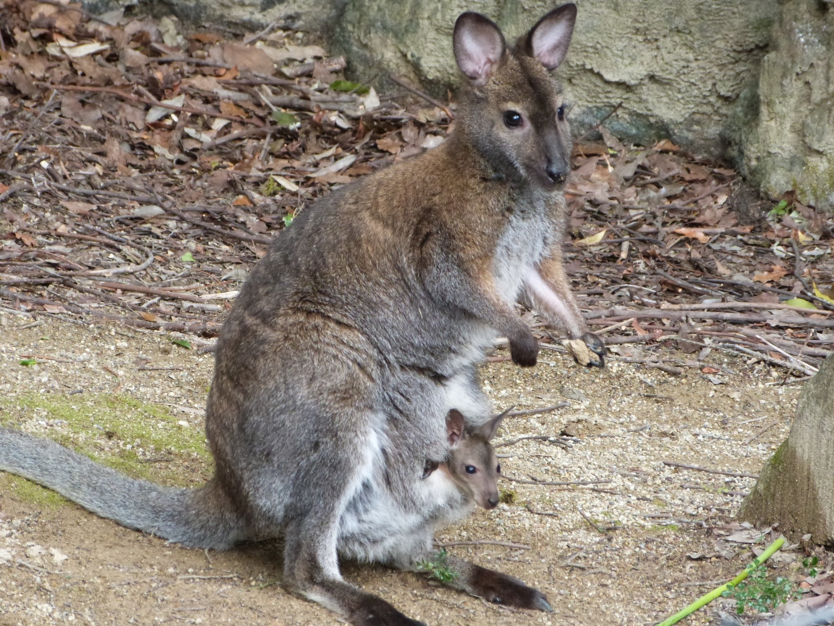 ベネットアカクビワラビーの「のどか」が亡くなりました。 | 動物