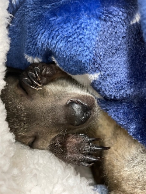 動物ブログ】飼育日記 ベネットアカクビワラビー 「のどかの 動物ブログ】飼育日記 ベネットアカクビワラビー 「のどかの