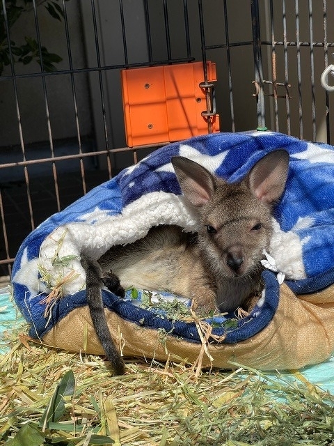 動物ブログ】飼育日記 ベネットアカクビワラビー 「のどかの 動物ブログ】飼育日記 ベネットアカクビワラビー 「のどかの