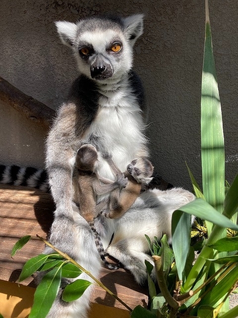 ワオキツネザルの子どもが生まれました！ | 動物ニュース | 高知県立のいち動物公園 公式サイト - 人も動物もいきいきと