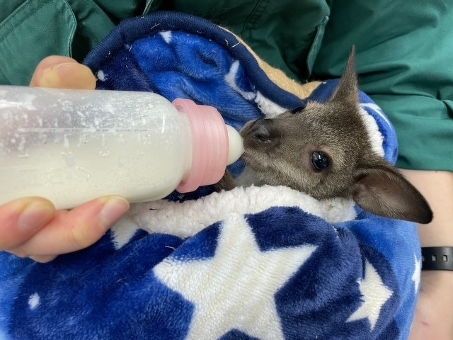 動物ブログ】飼育日記 ベネットアカクビワラビー 「のどかの