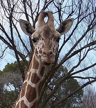 アミメキリンのメスがやってきます 動物ニュース 高知県立のいち動物公園 公式サイト 人も動物もいきいきと アミメキリンのメスがやってきます 動物ニュース 高知県立のいち動物公園 公式サイト 人も動物もいきいきと