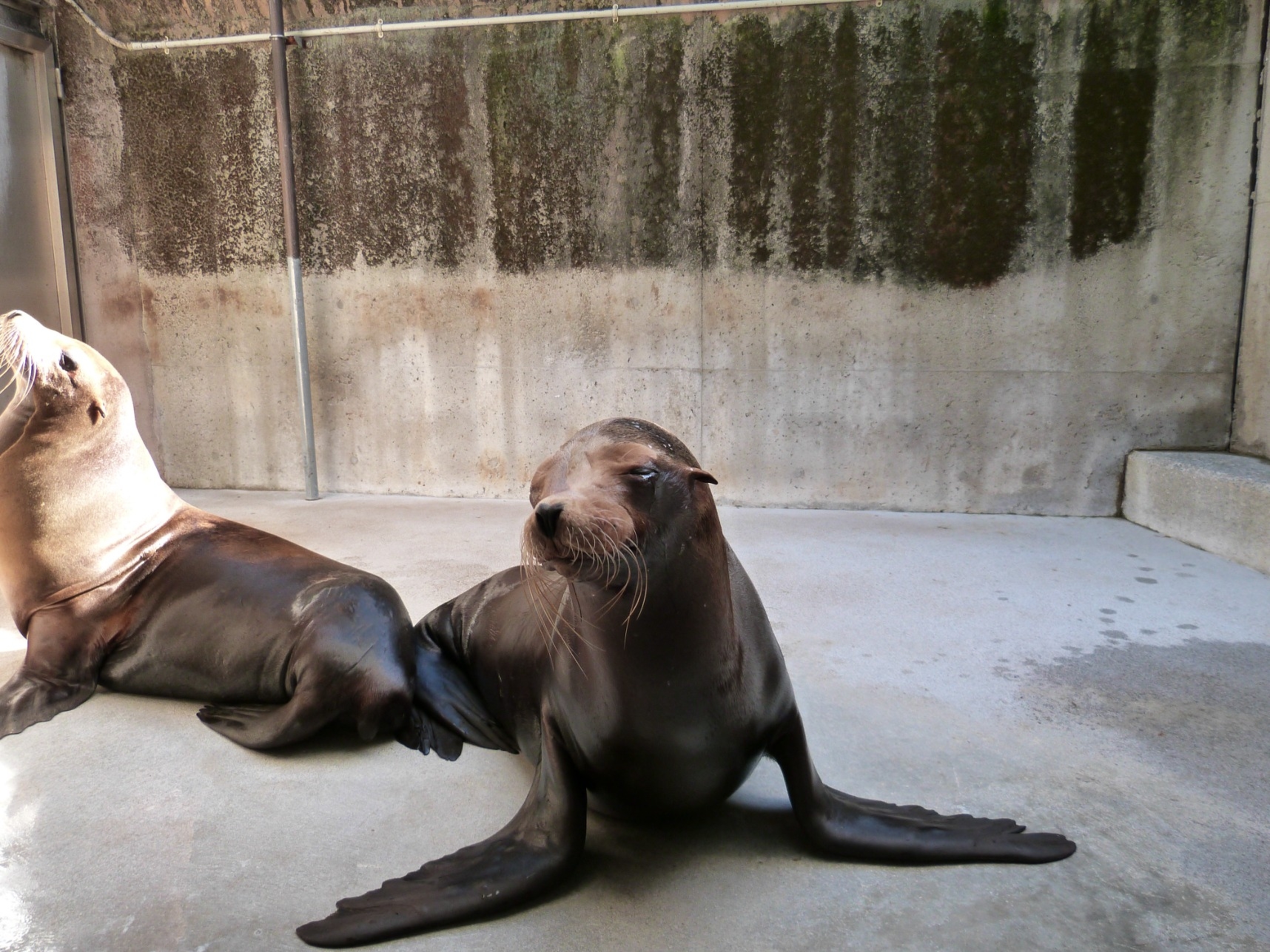 動物ブログ 飼育日記 カリフォルニアアシカ 高齢個体チャッピー セーラの日常 カリフォルニアアシカ 高知県立のいち動物公園 公式サイト 人も動物もいきいきと