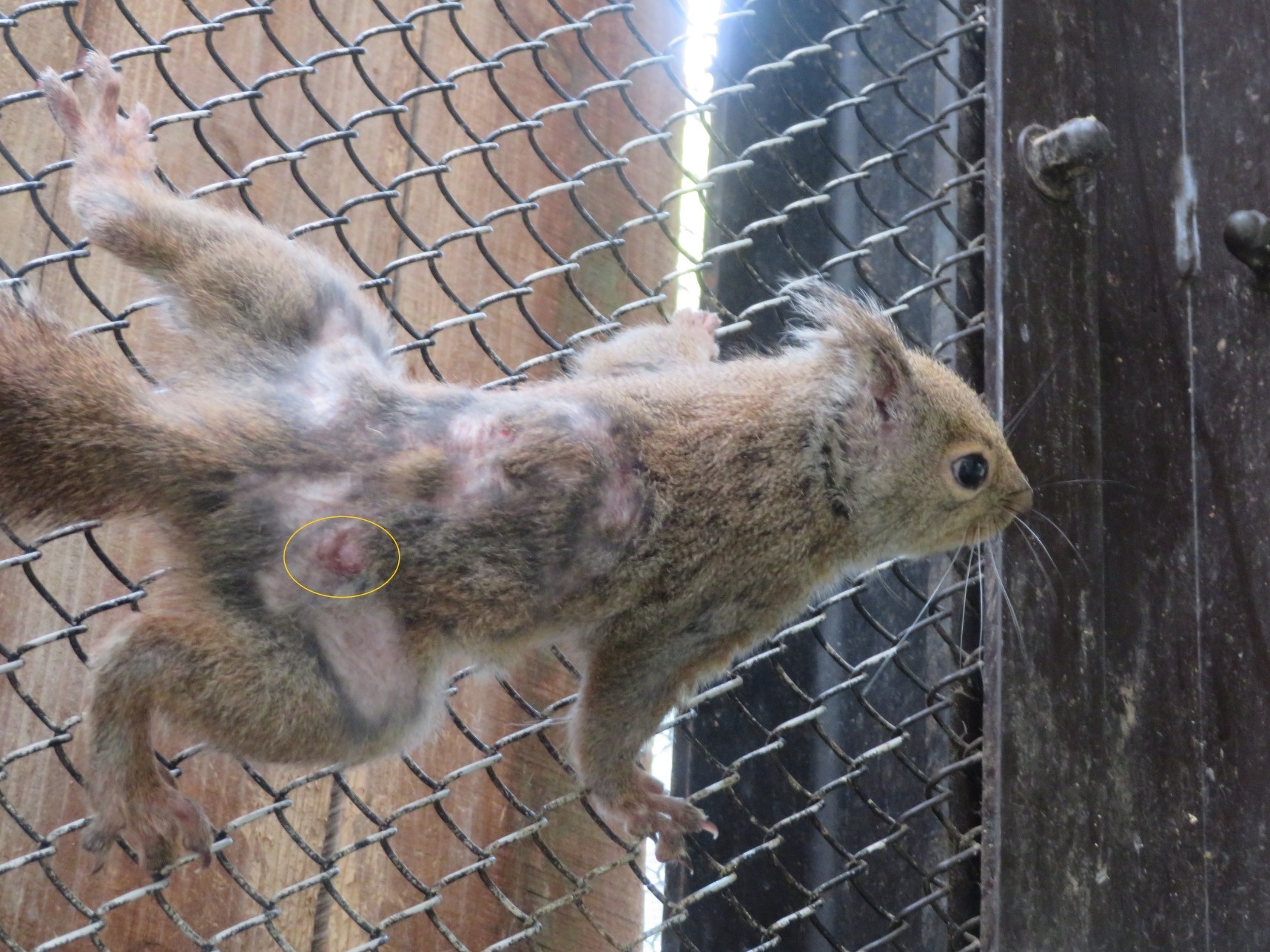 動物ブログ 病院だより ニホンリスの皮膚腫瘍 動物病院だより 高知県立のいち動物公園 公式サイト 人も動物もいきいきと