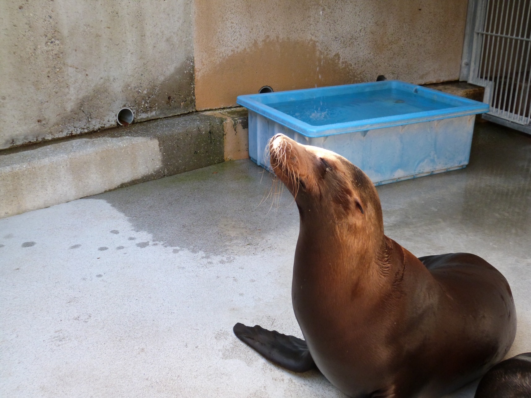 カリフォルニアアシカの セーラ が亡くなりました 動物ニュース 高知県立のいち動物公園 公式サイト 人も動物もいきいきと