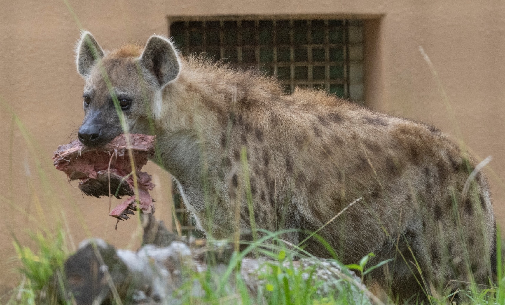 11/3 13:15~ブチハイエナにシカの肉を与えます | 動物ニュース | 高知県立のいち動物公園 公式サイト - 人も動物もいきいきと