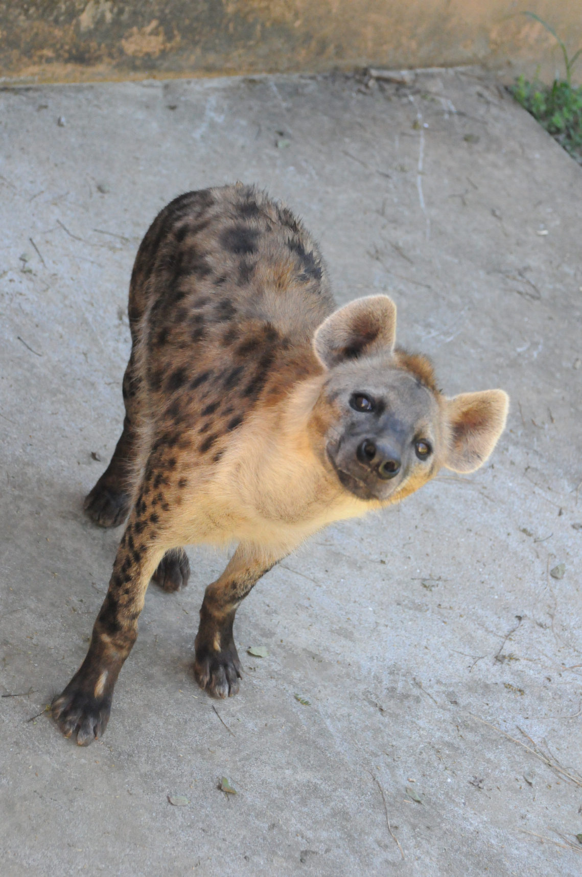 ブチハイエナ「トーフ」が千葉市動物公園に移動しましたの外観