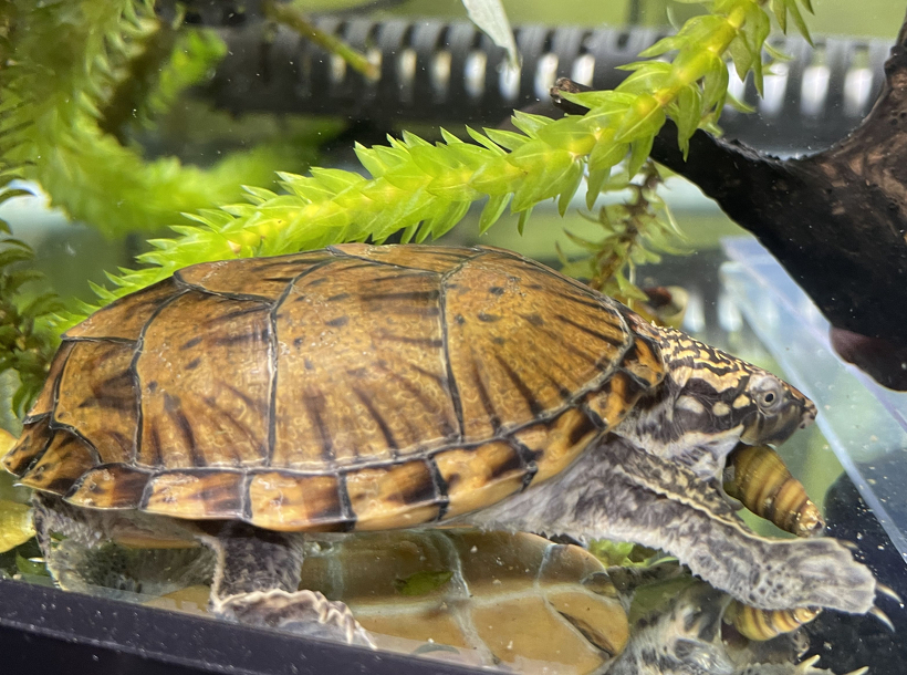 園長ブログ】 世界カメの日 | 園長ブログ | 高知県立のいち動物公園 公式サイト - 人も動物もいきいきと