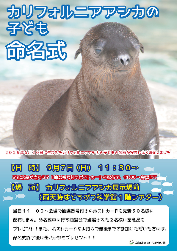 終了しました。カリフォルニアアシカの子ども 命名式 | イベント情報 