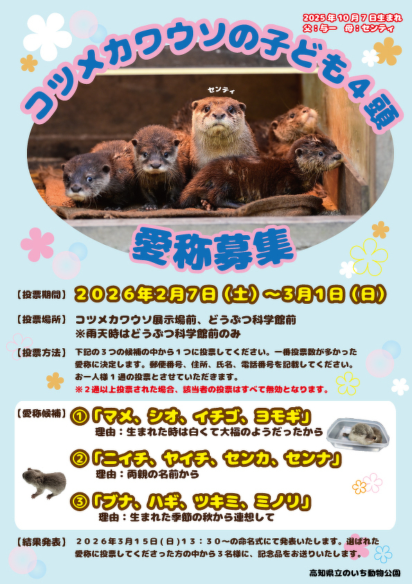 終了しました コツメカワウソ子ども4頭 愛称募集 | イベント情報 